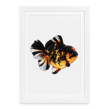 Fire Jumbo Tiger HQ Oranda Goldfish - Affiche encadrée (27 × 37 cm) - blanc - Devant