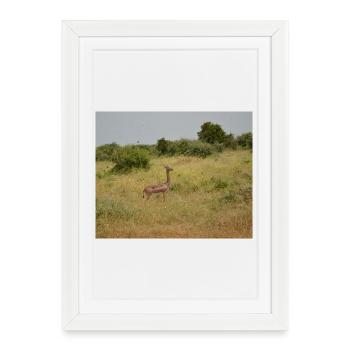 Cerfs dans l’herbe de la steppe - Affiche encadrée (27 × 37 cm) - blanc - Devant