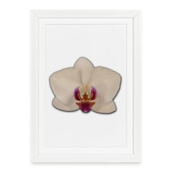 Orchidées - Affiche encadrée (27 × 37 cm) - blanc - Devant