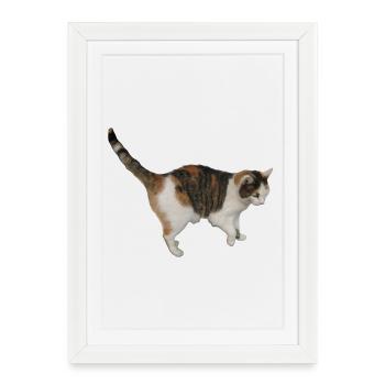 Chat - Affiche encadrée (27 × 37 cm) - blanc - Devant