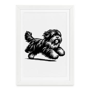 Terrier tibétain - Affiche encadrée (27 × 37 cm) - blanc - Devant