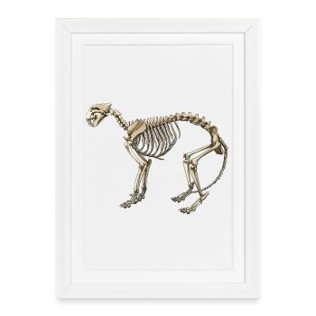 Illustration : Squelette de chat - Affiche encadrée (27 × 37 cm) - blanc - Devant