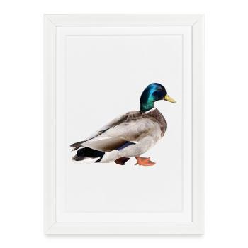 Colvert mâle - Affiche encadrée (27 × 37 cm) - blanc - Devant