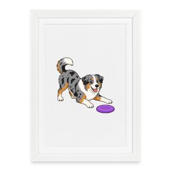 Bon Berger australien avec Frisbee. - Affiche encadrée (27 × 37 cm) - blanc - Devant