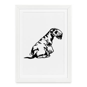 Cesky Terrier - Affiche encadrée (27 × 37 cm) - blanc - Devant