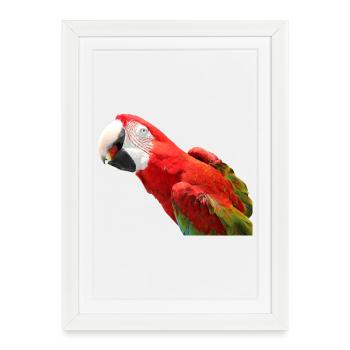 Perroquets oiseau T-shirt cadeau - Affiche encadrée (27 × 37 cm) - blanc - Devant