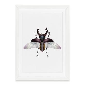 magnifique cerf-volant mâle avec des ailes - Affiche encadrée (27 × 37 cm) - blanc - Devant