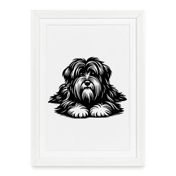 Terrier tibétain - Affiche encadrée (27 × 37 cm) - blanc - Devant