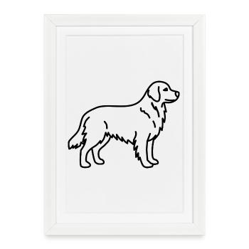 Golden retriever - Affiche encadrée (27 × 37 cm) - blanc - Devant
