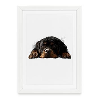 Rottweiler - Framed poster (27 × 37 cm) - white - Front