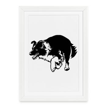 Border Collie - Affiche encadrée (27 × 37 cm) - blanc - Devant