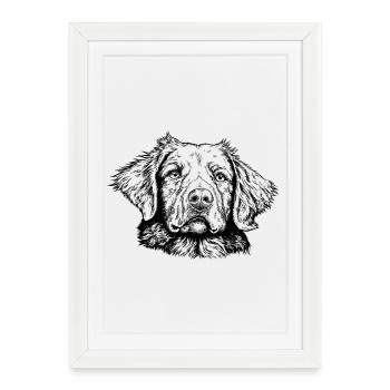 Nova Scotia Duck Tolling Retriever - Framed poster (27 × 37 cm) - white - Front