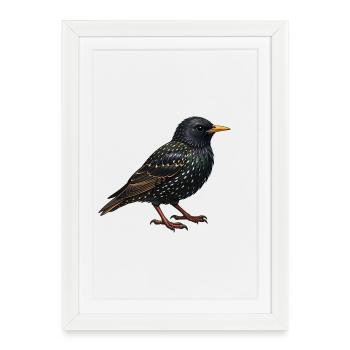 Oiseau Stellaire - Affiche encadrée (27 × 37 cm) - blanc - Devant