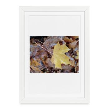 Yellow maple leaf also rainy autumn carpet - Framed poster (27 × 37 cm) - white - Front