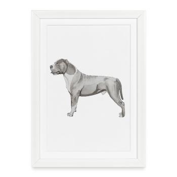 Staffordshire Bull Terrier - Affiche encadrée (27 × 37 cm) - blanc - Devant