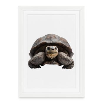 Tortoise – calm, strength, consistency - Framed poster (27 × 37 cm) - white - Front