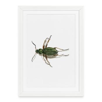 Coléoptère d'or - Affiche encadrée (27 × 37 cm) - blanc - Devant