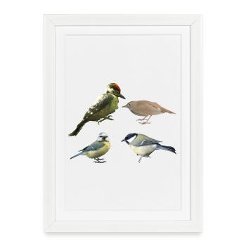 Songbirds - Framed poster (27 × 37 cm) - white - Front