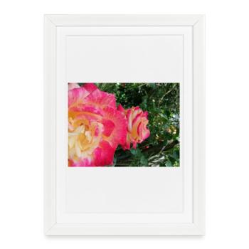 roses jaune et roses - Affiche encadrée (27 × 37 cm) - blanc - Devant