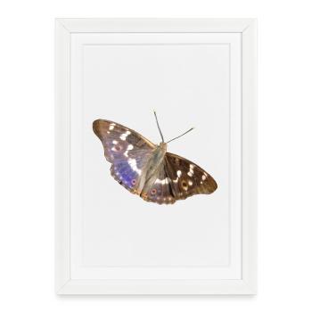 Petit empereur pourpre - Affiche encadrée (27 × 37 cm) - blanc - Devant