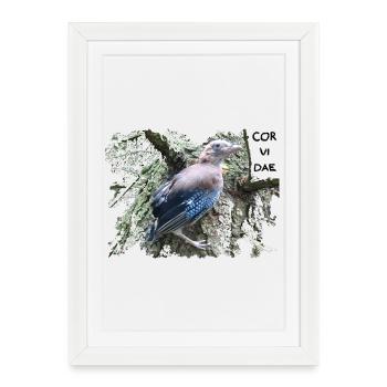 Jay Corvidae - Framed poster (27 × 37 cm) - white - Front