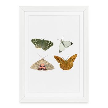 Insectes Papillons - Affiche encadrée (27 × 37 cm) - blanc - Devant