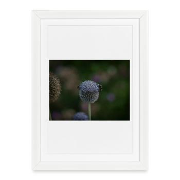Abeilles sur chardon globe violet - Affiche encadrée (27 × 37 cm) - blanc - Devant