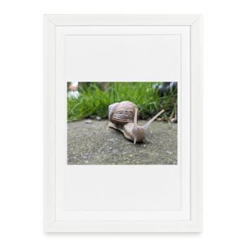 Escargots Macro Natural Design - Affiche encadrée (27 × 37 cm) - blanc - Devant