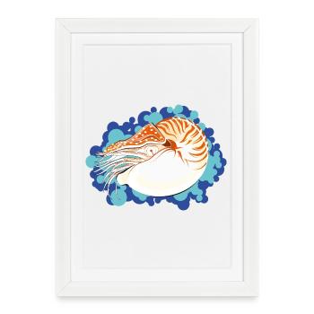 Nautilus Pompilius - Art marin rétro - Affiche encadrée (27 × 37 cm) - blanc - Devant