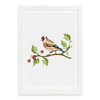 Oiseau coloré - Affiche encadrée (27 × 37 cm) - blanc - Devant