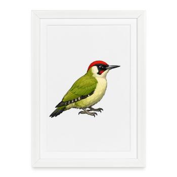 Pic vert - Affiche encadrée (27 × 37 cm) - blanc - Devant