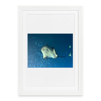 Manta des grandes profondeurs dans l’océan bleu - Affiche encadrée (27 × 37 cm) - blanc - Devant