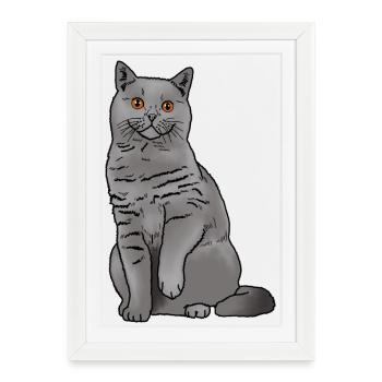 British Shorthair Cat - Framed poster (27 × 37 cm) - white - Front