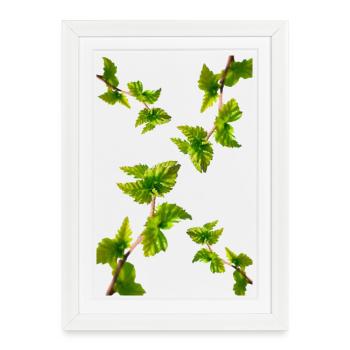 BIRCH - Framed poster (27 × 37 cm) - white - Front