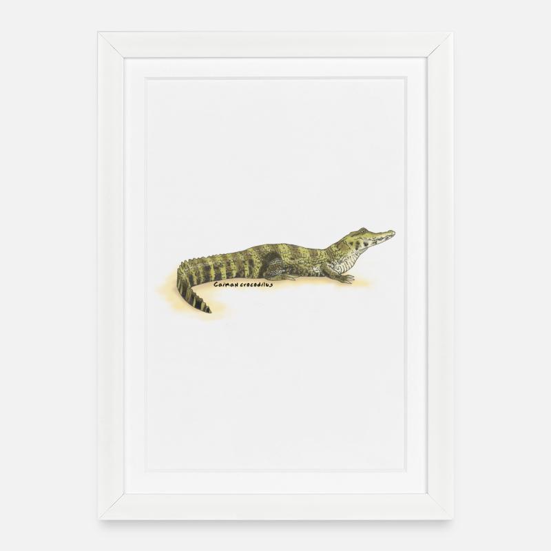 Baba (Kaiman-Krokodil) - Gerahmtes Poster (27 × 37 cm) - Weiß