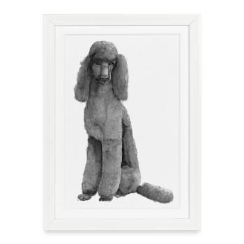 Caniche Caniche Grand Black King Standard - Affiche encadrée (27 × 37 cm) - blanc - Devant