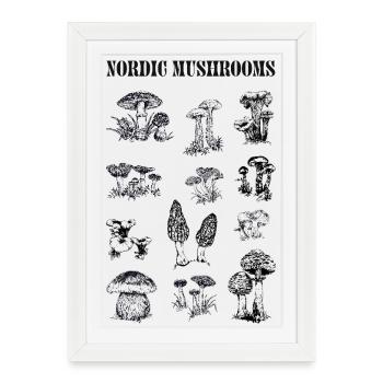 CHAMPIGNONS NORDIQUES - Affiche encadrée (27 × 37 cm) - blanc - Devant