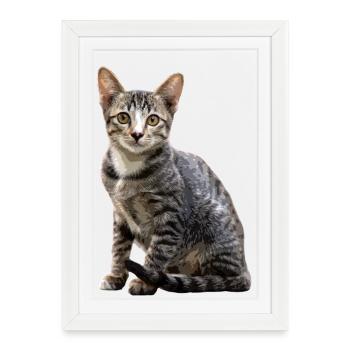 Chats Portrait vintage Chat Design de chat - Affiche encadrée (27 × 37 cm) - blanc - Devant