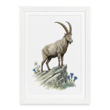 Motif nature d’animaux montagneux Capricorne alpins Edelweiss - Affiche encadrée (27 × 37 cm) - blanc - Devant