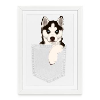 Husky aux yeux bleus dans la poche - chien de poche - Affiche encadrée (27 × 37 cm) - blanc - Devant