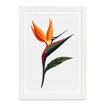 Fleur de l’oiseau de paradis - Affiche encadrée (27 × 37 cm) - blanc - Devant