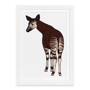 Okapi - Framed poster (27 × 37 cm) - white - Front
