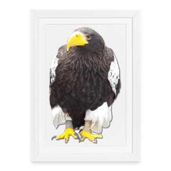 Vogeltier Greifvogel Krallen Falkner Beizjagd - Gerahmtes Poster (27 × 37 cm) - Weiß - Vorne