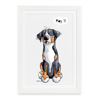 Grand bouvier suisse - Chien - Chiens - Affiche encadrée (27 × 37 cm) - blanc - Devant