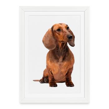 Teckel aux cheveux courts - Affiche encadrée (27 × 37 cm) - blanc - Devant
