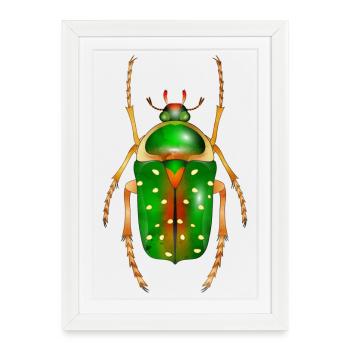 Stephanorrhina guttata-bel insecte - Affiche encadrée (27 × 37 cm) - blanc - Devant
