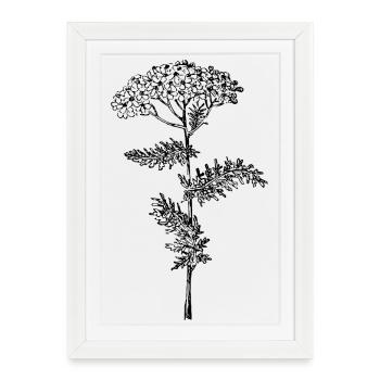 Fleur d’achillée millefeuille - Affiche encadrée (27 × 37 cm) - blanc - Devant