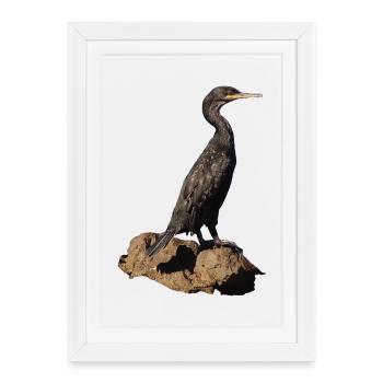 Cormorant - Framed poster (27 × 37 cm) - white - Front