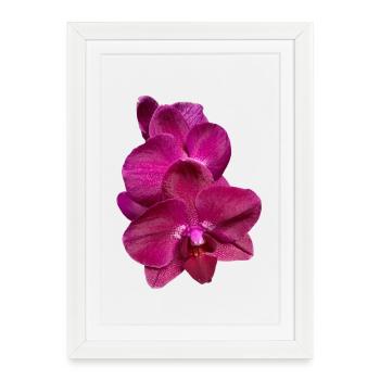 Phalaenopsis Hybride Rose Violet Fleur d’Orchidée - Affiche encadrée (27 × 37 cm) - blanc - Devant
