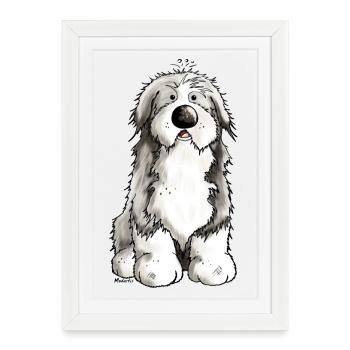 Drôle Bearded Collie - Colley Barbu - Affiche encadrée (27 × 37 cm) - blanc - Devant